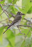 Western Wood-Pewee